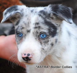 Blue Merle, Female, smooth to medium coat, border collie puppy